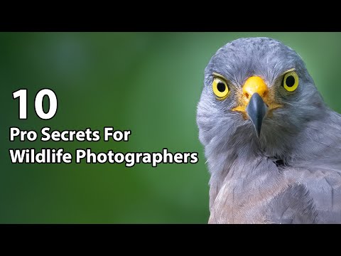 10 Pro Secrets For Wildlife Photographers