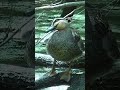 Happy Duck Relaxing In Spring Shorts