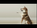 Treat The Moments With Purina Treats