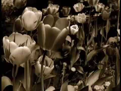 Tiptoe Through The Tulips