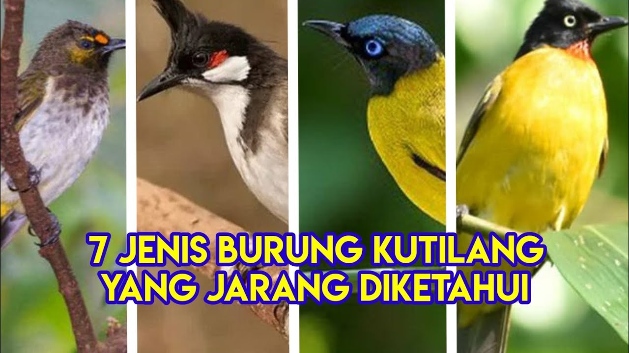 7 Jenis Burung Kutilang Yang Jarang Diketahui