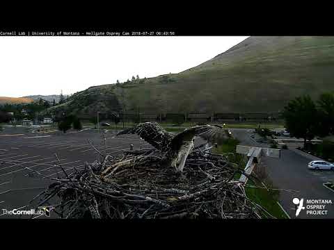 Hellgate Osprey Chick, Lele, Practices Wing-flapping – July 27, 2018