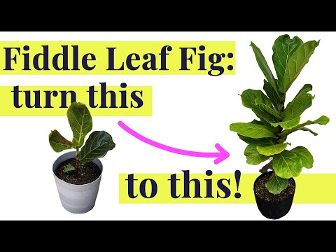 Fiddle Leaf Fig - Care & Rescue Tips