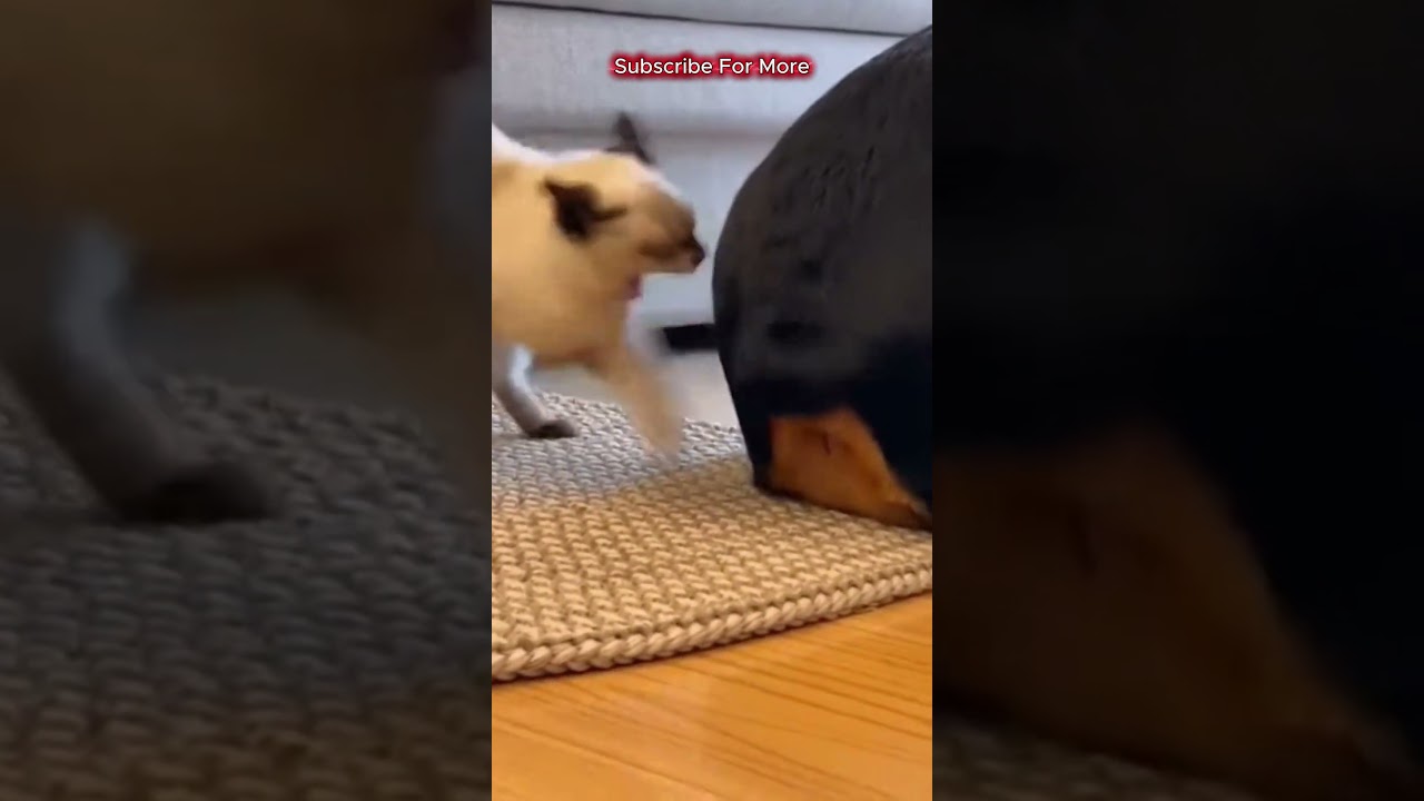 When your nap gets violently interrupted 💨😾😂 The cat did NOT sign up for this!