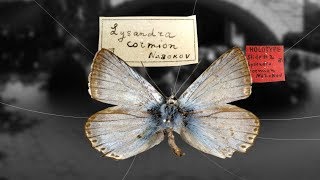 Nabokov's Butterflies - Shelf Life 360