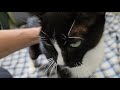 Blaze The Tuxedo Cat Loves Attention