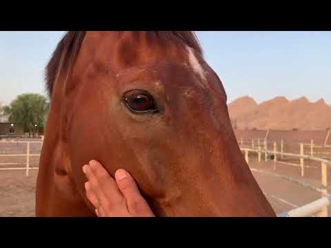 Lovely horse in Melha stable Sharjah #maleha #viral #india #foryou #horse #youtube