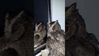 Download lagu Suara burung hantu celepuk mp3