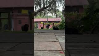 Video preview image #1 Doxle Puppy For Sale in Tampa, FL, USA