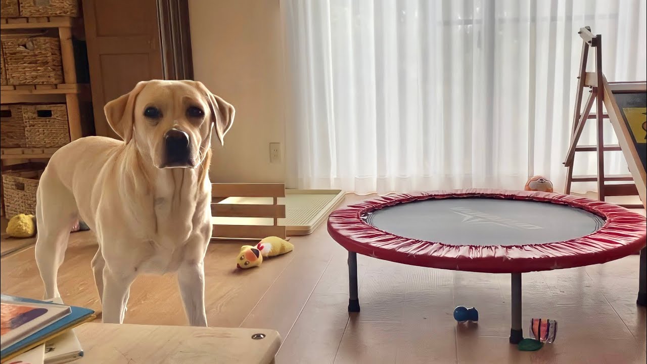 雨で散歩行けないから少しフード減らしたら気付いたようです🐕🐕