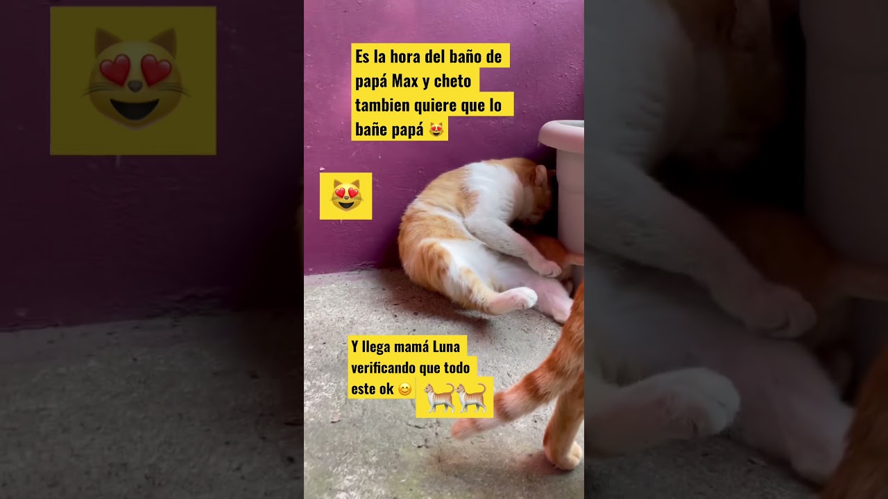 AMOR GATUNO #foryou #amorgatuno #fly #viralvideo #short