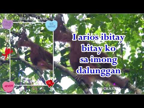 Max Surban - Bolatik Lang | Cute Animals | PHOTOGRAPHY