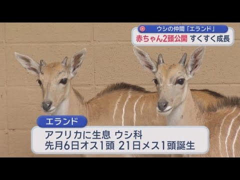 YouTube Video 「小さいながらも貫禄がある」　アフリカのサバンナに生息するウシの仲間「エランド」の赤ちゃんを一般公開　静岡・裾野市「富士サファリパーク」