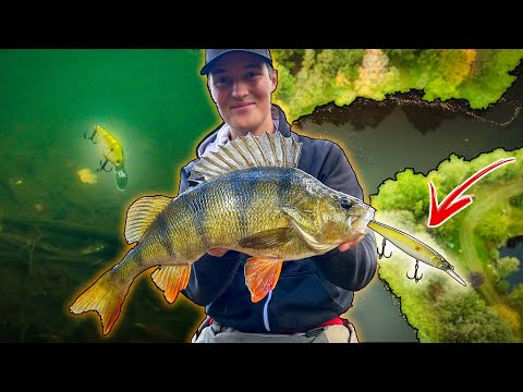 PERCH FISHING With Crankbaits in Small River (INSANE FISHING) | Team Galant