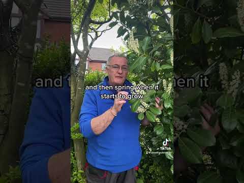 チェリーローレル 植物