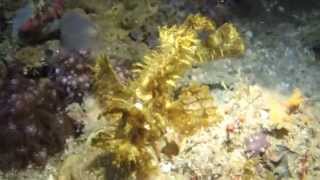 preview picture of video 'rhinopia yellow (желтая ринопия)'