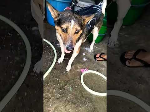 #doglover #youtubeshorts #dog