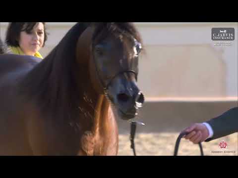 N 136 LUIGI   4th Souq Waqif International Arabian Horse Show 2023   Stallions 7 to 10 Years Old Cla