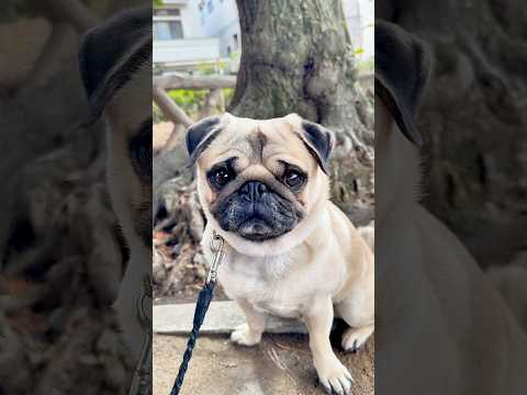 [パグ] お兄ちゃん犬 (big brother dog) 名前はごんすけ。 　(His name is Gonsuke.) #自己紹介 #selfintroduction #shorts