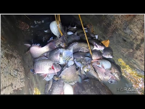 EP630-P1 - Panlalambat Nauwi sa Pagpandaw ng Gango | Catch 'n Cook | Occ. Mindoro