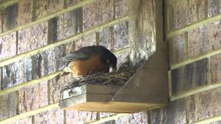 Do it Youself Best Ever Robin Nest Box, Mother Robin feeds chicks and removes waste sack
