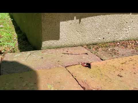 Pavement Ants Scrounge for Snacks in Sea Girt, NJ