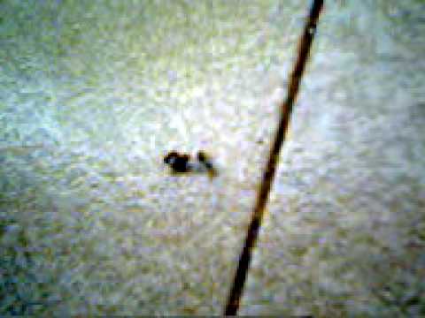 mosca e formiga tocando o terror fato inedito