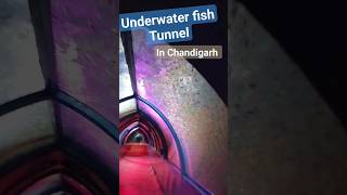 Underwater sea tunnel | Sea World Carnival #chandigarh #fishing #fish #viral #trending #gadar2