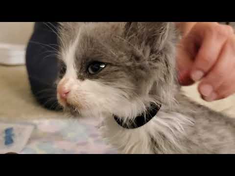 Signs of pain and nausea in kittens