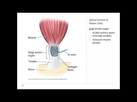 OSSM Neuro Chapter 13 - Spinal Reflexes