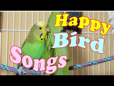 12 Hr Help Quiet Parakeets Sing Playing This, Cute Budgies Chirping. Reduce Stress of lonely Birds