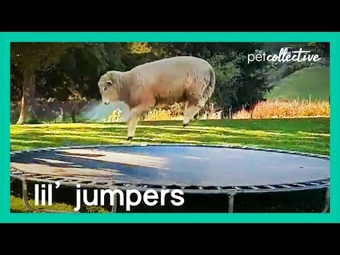 Watching These Little Jumping Animals Will Melt Your Heart