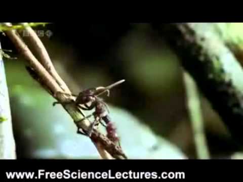 Cordyceps: attack of the killer fungi - Planet Earth Attenborough BBC wildlife Diknek Lorrie's