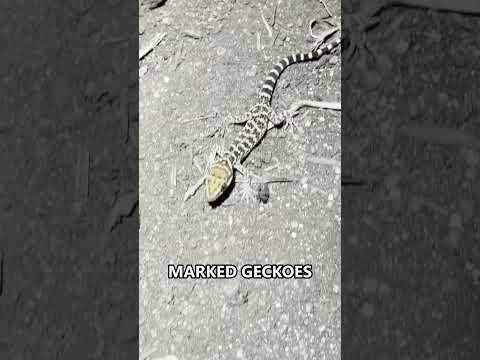 What We Found After Dark In Córdoba #herping #hikingadventures #cordoba #argentina