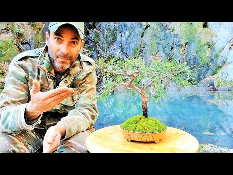 How To Collect Material For Bonsai: 1st Repotting Pine Tree Yamadori (Pinus brutia) Ep. 4