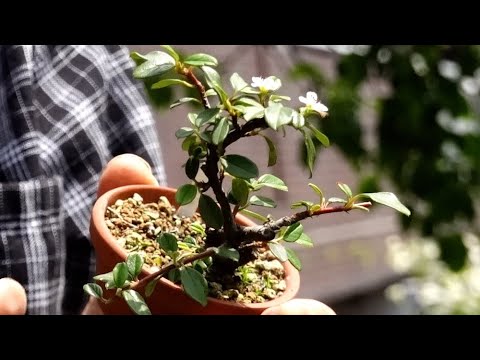 コトネアスター、コトネアスター 植物