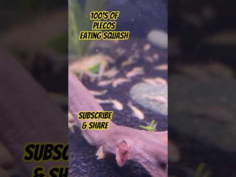 Friday Night Feeding Frenzy with Lemon Blue Plecos. #fridaynight #fishkeepinghobby #babyfish #fish