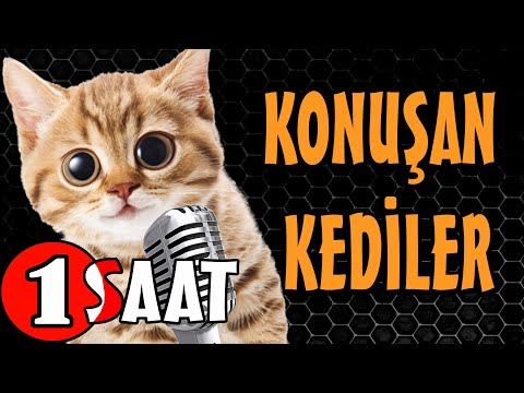 Konuşan Kediler 1 Saat - Sinema Tadında Komik Kediler ( PATİ TV )