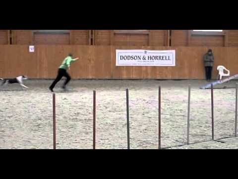 Birói vizsa verseny 2014 11 29 Mex A1 agility