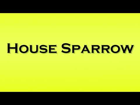 Pronunciation of House Sparrow
