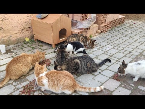 I Brought A Wooden House For Stray Cats, But There Are Many Cats.