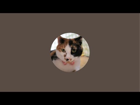 youtube-動物記事1970/01/01 09:00:00