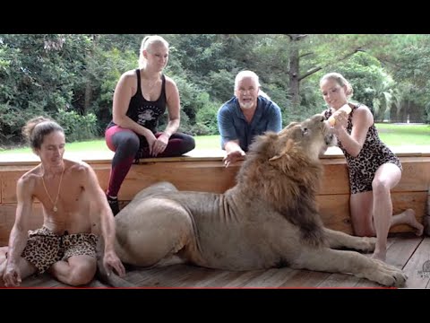 Lion, the most ferocious big cat