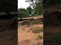 Ridiyagama Safari Park Deer Donkey Ponies Trending Animals Nature Video Viral Trend Travel