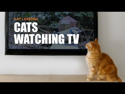 Cats Watching TV - YouTube