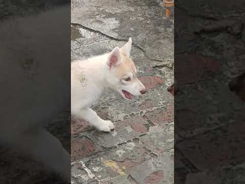 Garvit kennel all breeds alavibel delhi no 8368915212 🐩🐩