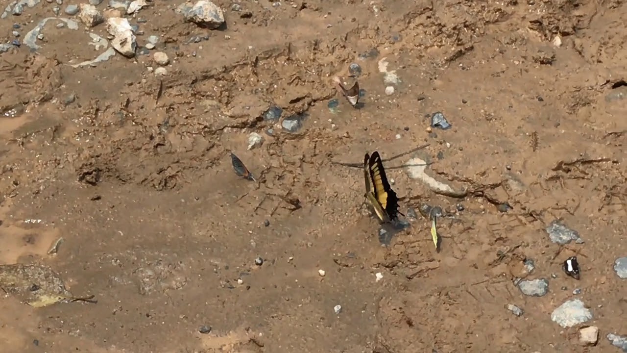 Papilio androgeus Androgeus Swallowtail butterfly flying in tropical habitat showing bold black and yellow wings