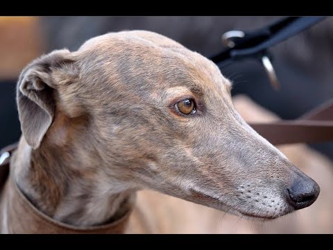 GACI - 3 Dicembre 2022 - Arrivo Greyhound