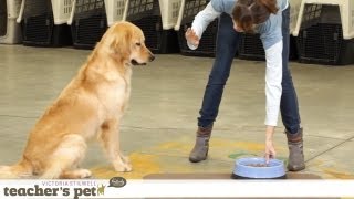 Impulse Control With Food | Teacher's Pet With Victoria Stilwell