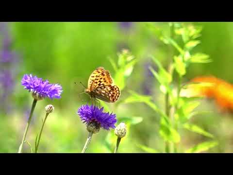 庭のウラギンヒョウモン。HIGH BROWN FRITILLARY IN FLIGHT F.ADIPPE　